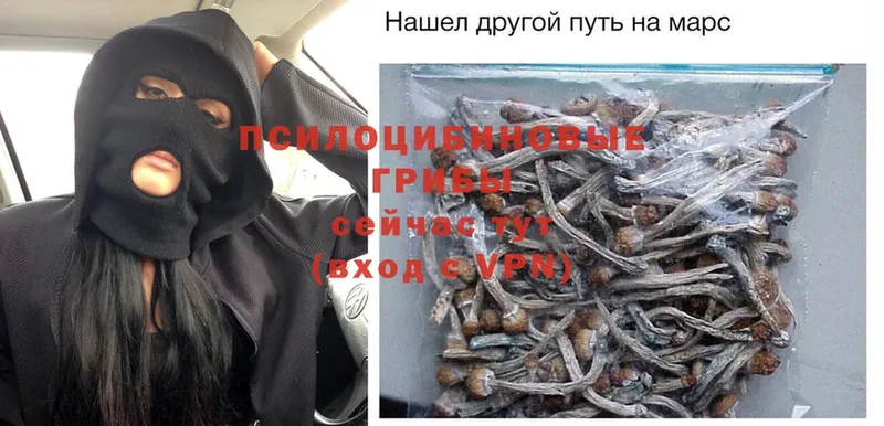 где можно купить наркотик  Вельск  Галлюциногенные грибы Psilocybe 